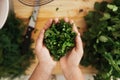 Female hands with handful of chopped coriander leaves Royalty Free Stock Photo