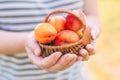 Closeup of female hands holding a brown wicker basket with freshly picked ripe organic apricot fruit in orchard