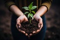 closeup of female hands holding soil with a young green plant Royalty Free Stock Photo