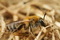 Closeup of a hairy female of the Heather mining bee , Andrena fuscipes on the ground Royalty Free Stock Photo