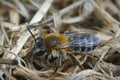 Closeup of a female of the Heather mining bee , Andrena fuscipes Royalty Free Stock Photo