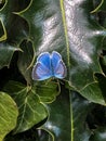 Closeup of a female holly blue butterfly resting on holly and ivy leaves