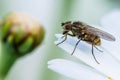 Female honey bee sitting on a white daisy flower leaf - isolated with white background Royalty Free Stock Photo