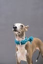 Closeup of female Italian greyhound face with blue hand craft collar on cement background, front view