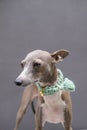 Closeup of female Italian greyhound face with green mint hand craft collar on cement background, front view