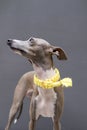 Closeup of female Italian greyhound face with yellow hand craft collar on cement background, front view