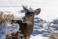 Female Kaibab deer mule deer feeding in winter. Mouth open; snow in background. Royalty Free Stock Photo