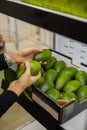 Closeup female kitchen staff hands in apron choosing fresh green avocado from cardboard box