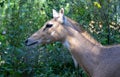 Closeup of a female Kudu Royalty Free Stock Photo