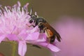 Closeup on a female large scabious mining bee, Andrena hattorfiana, sitting on it's purple hostplant