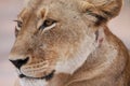 Closeup of female lion head with brown eyes looking side Royalty Free Stock Photo