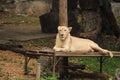 Closeup The female lion is lying on the litter. Background is forest and mountain Royalty Free Stock Photo