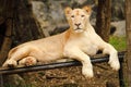 Closeup The female lion is lying on the litter. Background is forest and mountain