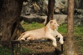 Closeup The female lion is lying on the litter. Background is forest and mountain Royalty Free Stock Photo