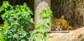 Closeup of a female lion sleeping, wild cat from africa, Vulnerable animal specie Royalty Free Stock Photo