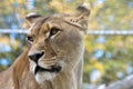 Closeup female lioness oblique side animal portrait