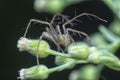 Closeup with female lynx spider