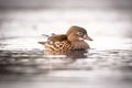 Closeup of a female mandarin duck (Aix galericulata) swimming in waters on the blurred background Royalty Free Stock Photo