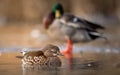 Closeup of a female mandarin duck (Aix galericulata) swimming in waters on the blurred background Royalty Free Stock Photo
