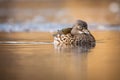 Closeup of a female mandarin duck (Aix galericulata) swimming in waters on the blurred background Royalty Free Stock Photo