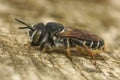 A closeup of a female Mediterranean wood-boring bee, Lithurgus chrysurus