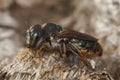A closeup of a female Mediterranean wood-boring bee, Lithurgus chrysurus