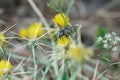 Closeup on a female Mediterranean woodboring bee, Lithurgus chrysurus on a yellow flower Royalty Free Stock Photo