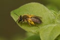 Closeup on a female mellow minder solitary bee, Andrena mitis sitting loaded with yellow pollen on a green leaf