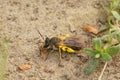 Closeup on a female Mellow minder solitary bee, Andrena mitits, loaded with yellow pollen Royalty Free Stock Photo