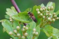 Closeup on a female Mellow minder solitary bee, Andrena mtitis, sitting on a green leaf Royalty Free Stock Photo