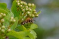 Closeup on a female Mellow minder solitary bee, Andrena mtitis, sitting on a green leaf