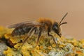 Closeup of a female melow miner, Andrena mitis Royalty Free Stock Photo