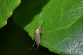 Closeup of a female mosquito resting on a leaf