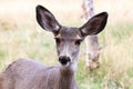 Closeup of a female mule deer head Royalty Free Stock Photo