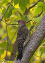 Closeup with a female Northern Flicker (Colaptes auratus) in a forest