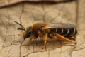 Closeup of a female Orange legged furrow bee, Halictus rubicundus at Rosdel, Leuven, Belgium