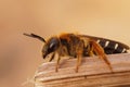 Closeup on a female Orange legged furrow bee, Halictus rubicundus, sitting on a dried grass straw Royalty Free Stock Photo