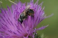 Closeup on a female Orange vented mason bee, Osmia leaiana, collecting pollen from a spear thistle