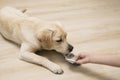 Closeup of female owner giving pill to puppy labrador at home.