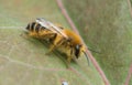 Female pantaloon bee, Dasypoda hirtipes on leaf Royalty Free Stock Photo