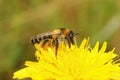 Closeup on a female Pantaloon bee, Dasypoda hirtipes sitting on a yellow flower Royalty Free Stock Photo