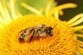 Closeup on a female of the pantaloon bee or hairy-legged mining , Dasypoda hirtipes