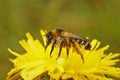 Closeup of a female of the pantaloon bee or hairy-legged mining bee, Dasypoda hirtipes sitting on a yellow flower