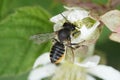 Closeup on a female Patchwork leafcutter bee, Megachile centuncularis Royalty Free Stock Photo