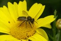 Closeup on a female Patchwork leafcutter bee, Megachile centuncularis on a yellow flower in the garden