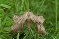 Closeup on a female Poplar Hawk-Moth , Laothoe populi, laying eggs in the grass Royalty Free Stock Photo