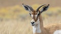 Closeup of a female pronghorns lowered head displaying the delicate curved horns that distinguish her from the males