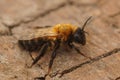 Closeup on a female of the rare black-headed mining bee, Andrena nigriceps Royalty Free Stock Photo