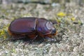 Closeup on a female of the rare European rhinoceros beetle, Oryctes nasicornis Royalty Free Stock Photo