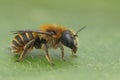 Closeup on a female of the rare Gold fringend mason bee, Osmia aurulenta sitting on a green leaf